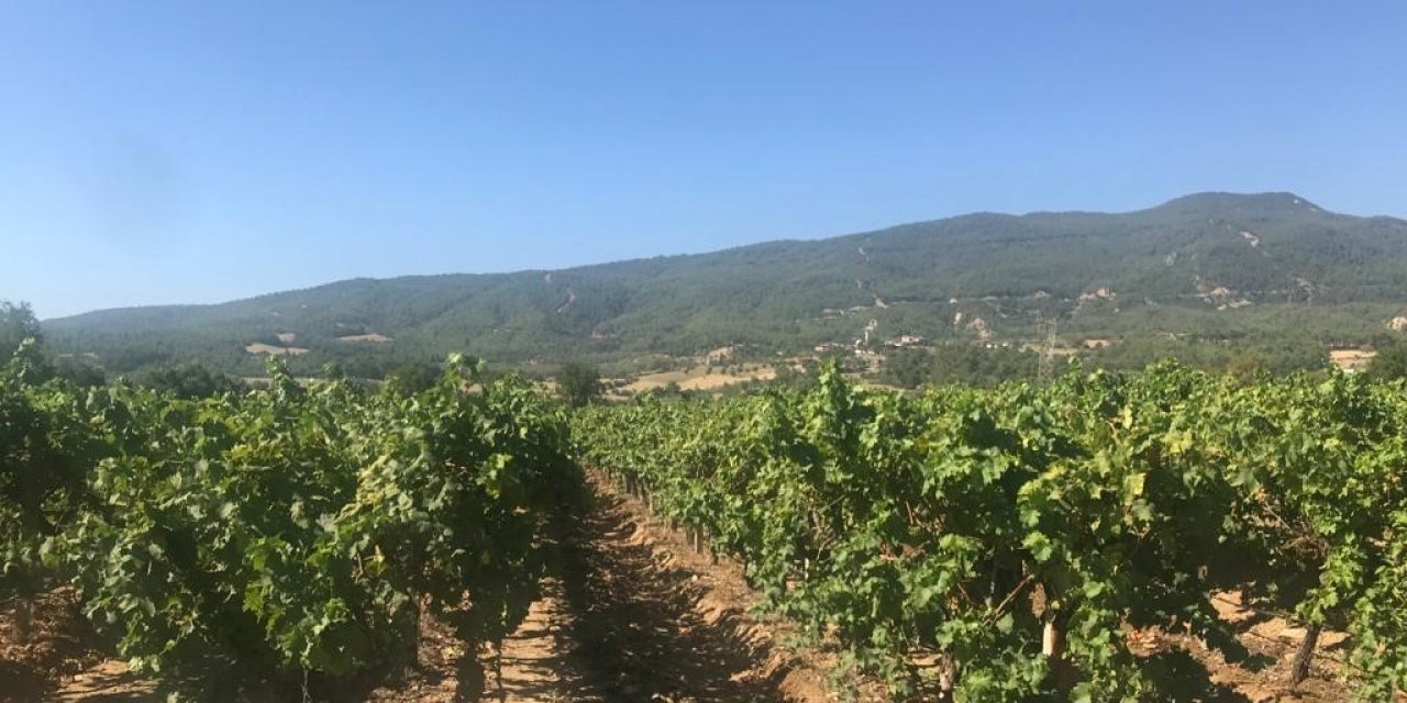 Denizli’de çekirdeksiz üzüm hasadı başladı