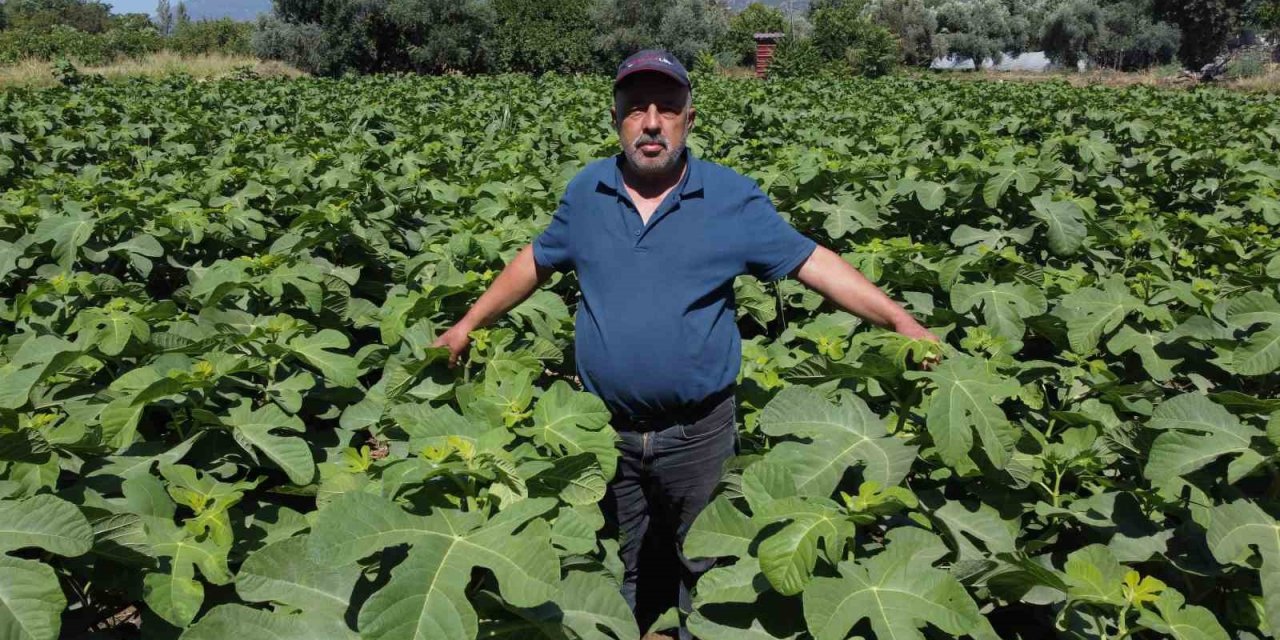 Buharkent’in erkenci incir fidanları ihraç ediliyor