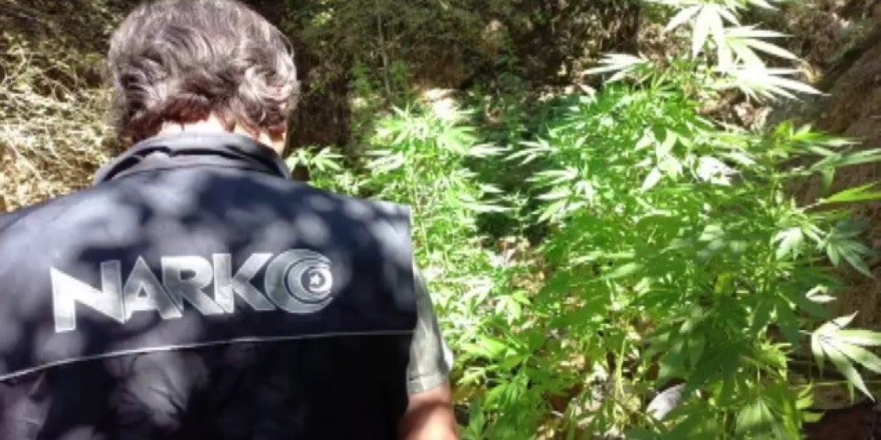 ’Uyuşturucu ormanı’na polis baskını