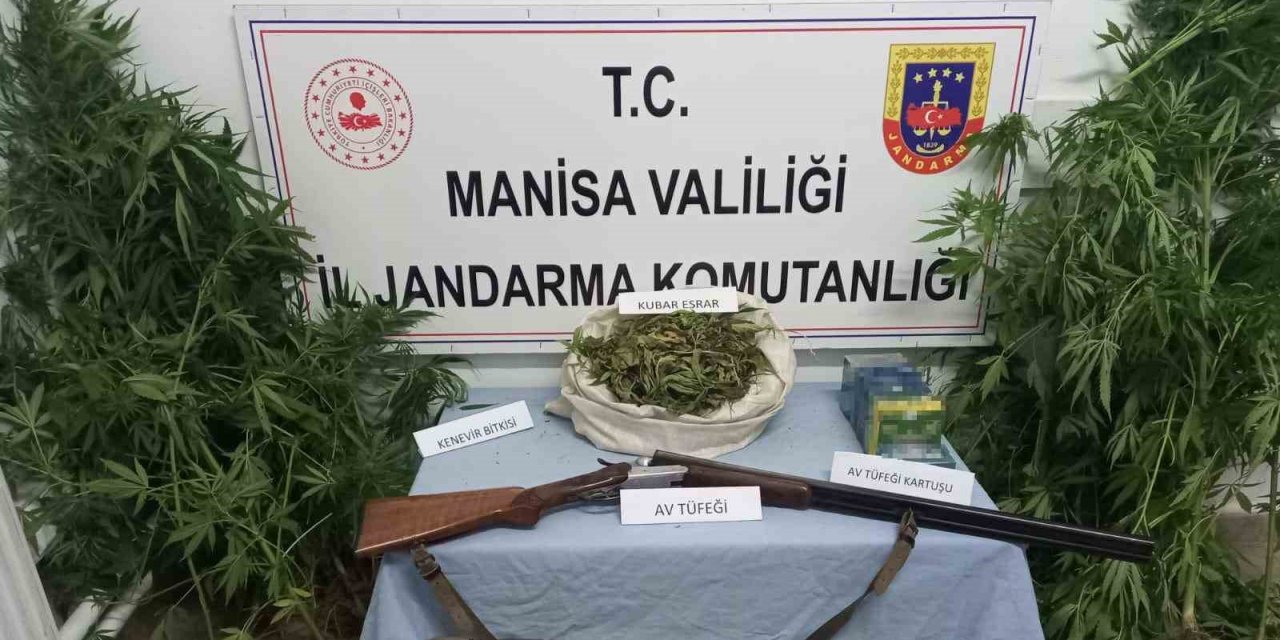 Kula’da uyuşturucu operasyonu: 386 kök kenevir, 473 gram esrar ele geçirildi
