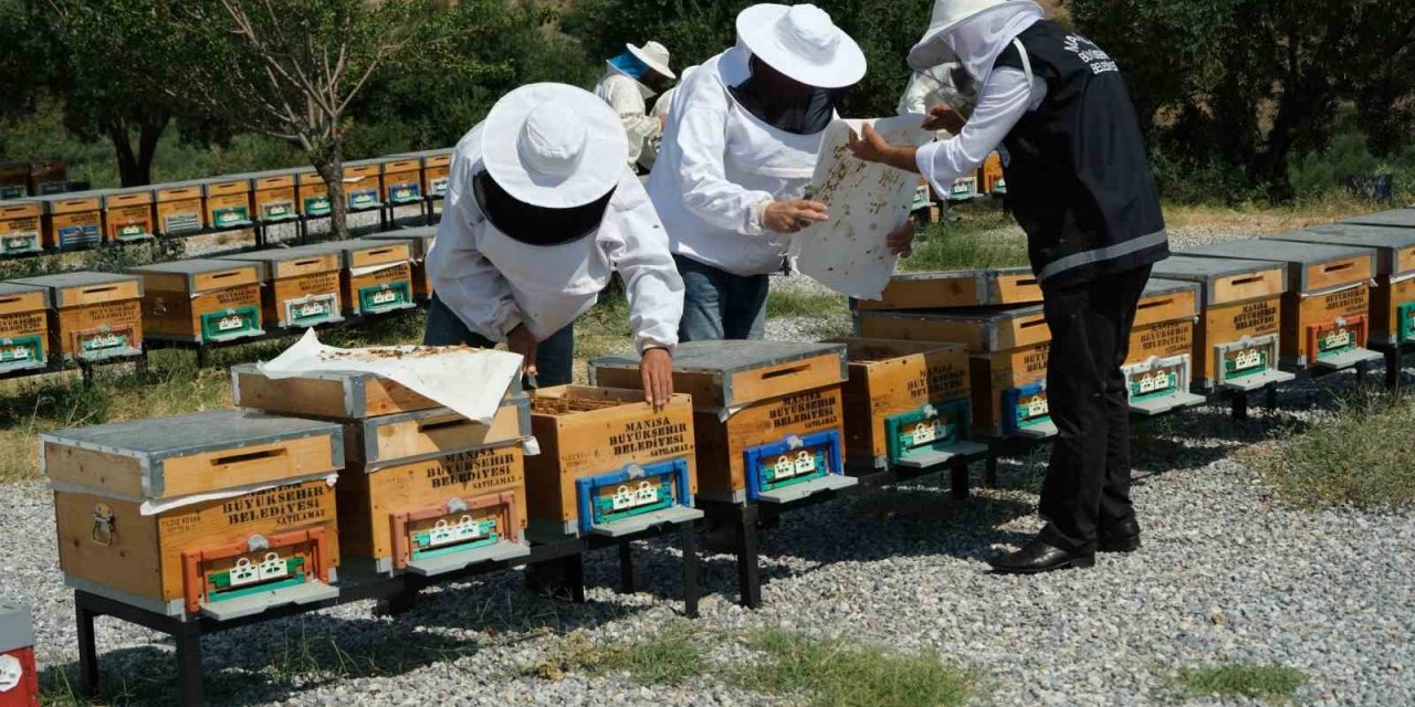 Küresel ısınma arıcıları alternatif ürünlere yöneltti