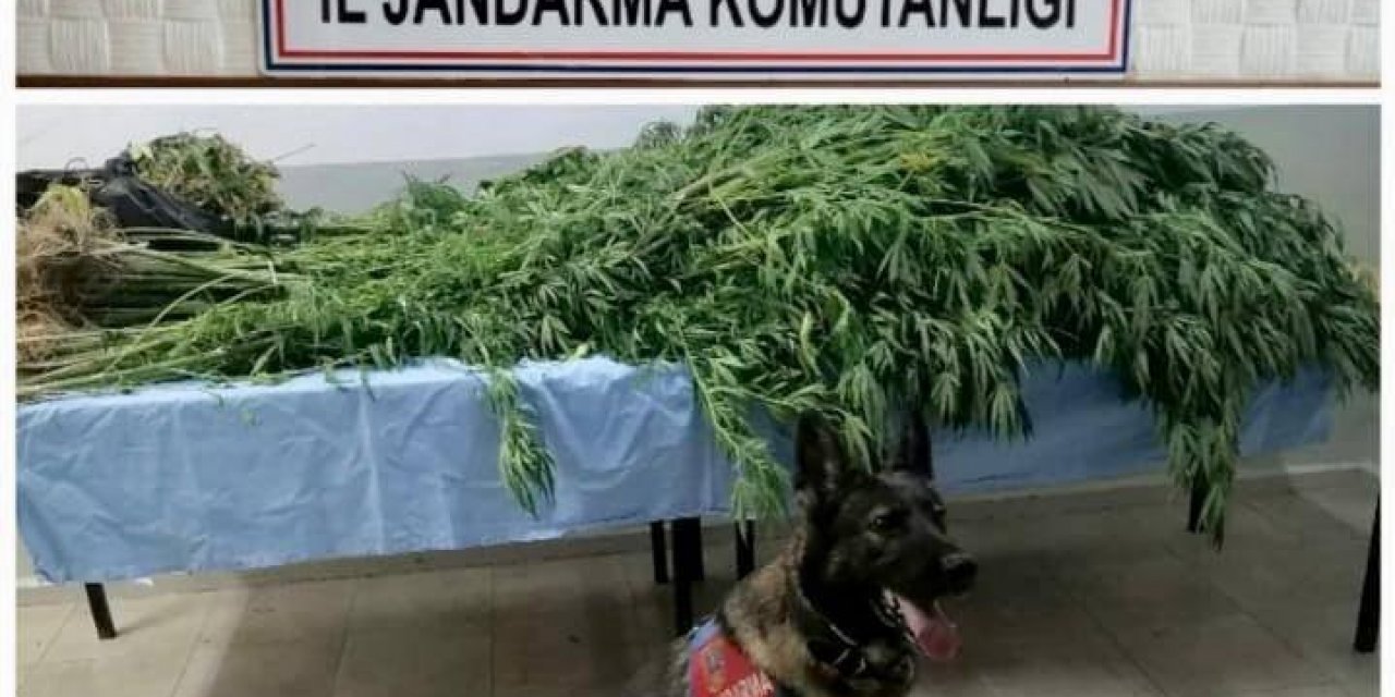 Efeler’de uyuşturucu operasyonu