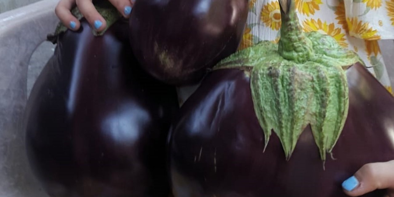 1 kiloluk patlıcanlar ilgi odağı oldu