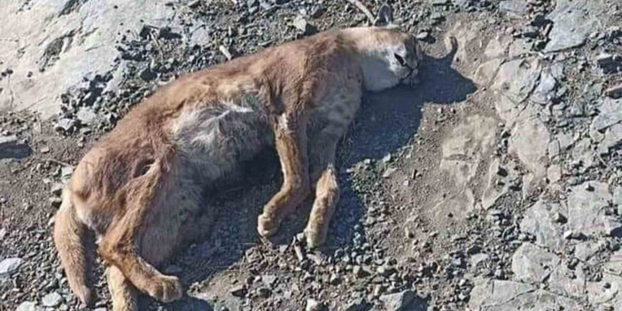 Kavaklıdere’de ‘Orman’ın hayalet Kedisi’ Karakulak ölü bulundu