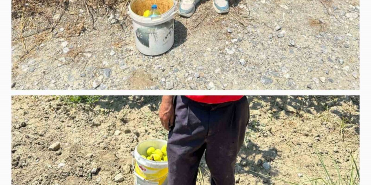 İncir hırsızlarını jandarma suçüstü yakaladı