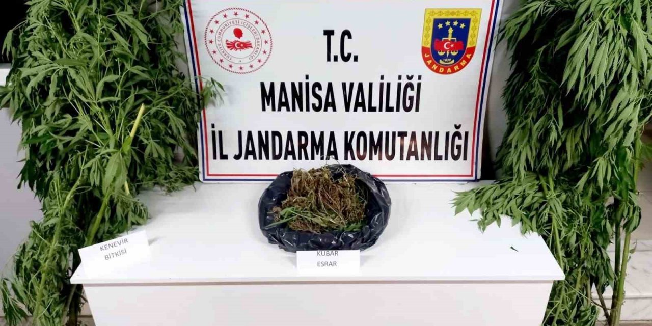 Manisa Jandarmasından kenevir ve esrar operasyonu
