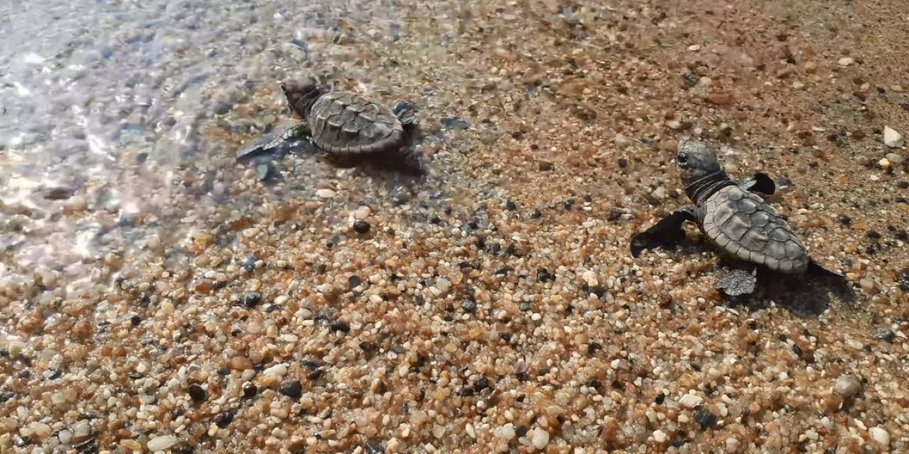 Didim ve Kuşadası’nda yavru deniz kaplumbağaları denizle buluştu