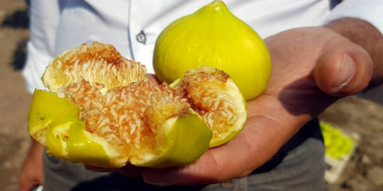 Aydın’da taze incir hasadı devam ediyor