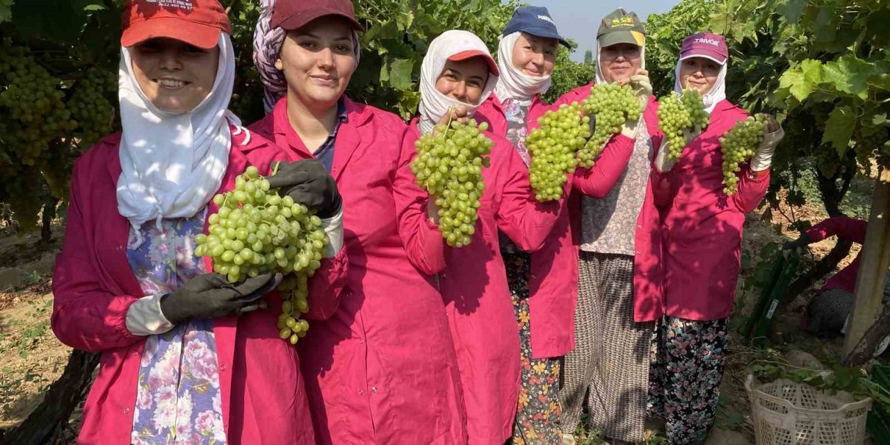 Yaş üzümde ihracat hedefi 200 milyon doların üzerinde