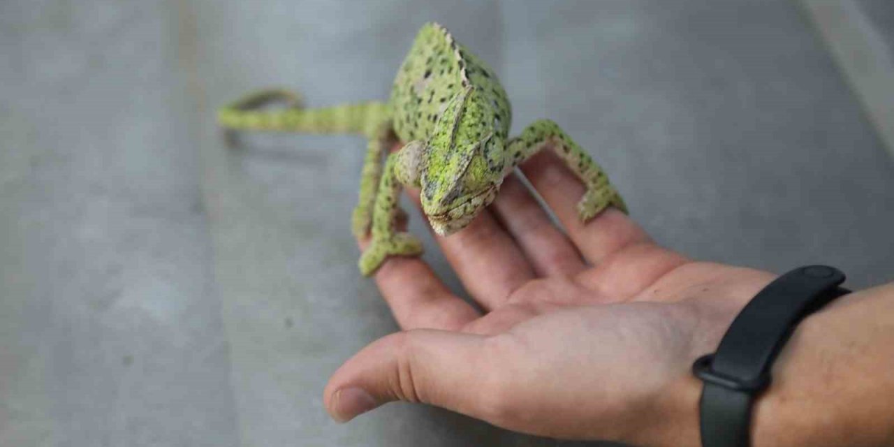 Yaralı bukalemun tedavi ediliyor