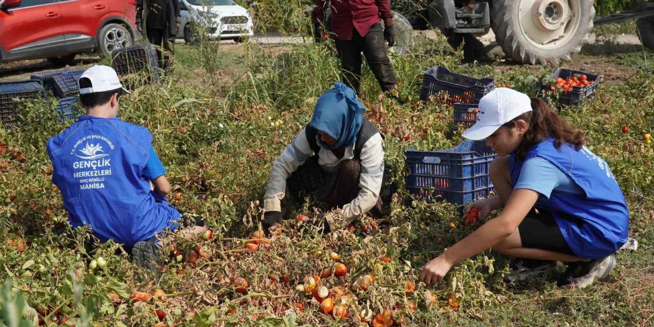 Gönüllü gençler domates tarlasında hasat yaptı