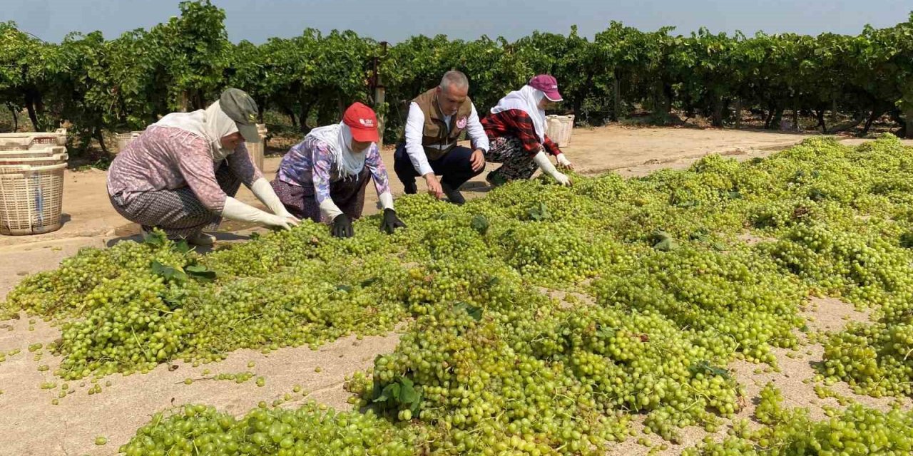 Dünyaca ünlü çekirdeksiz Sultaniye üzümünde kurutma başladı
