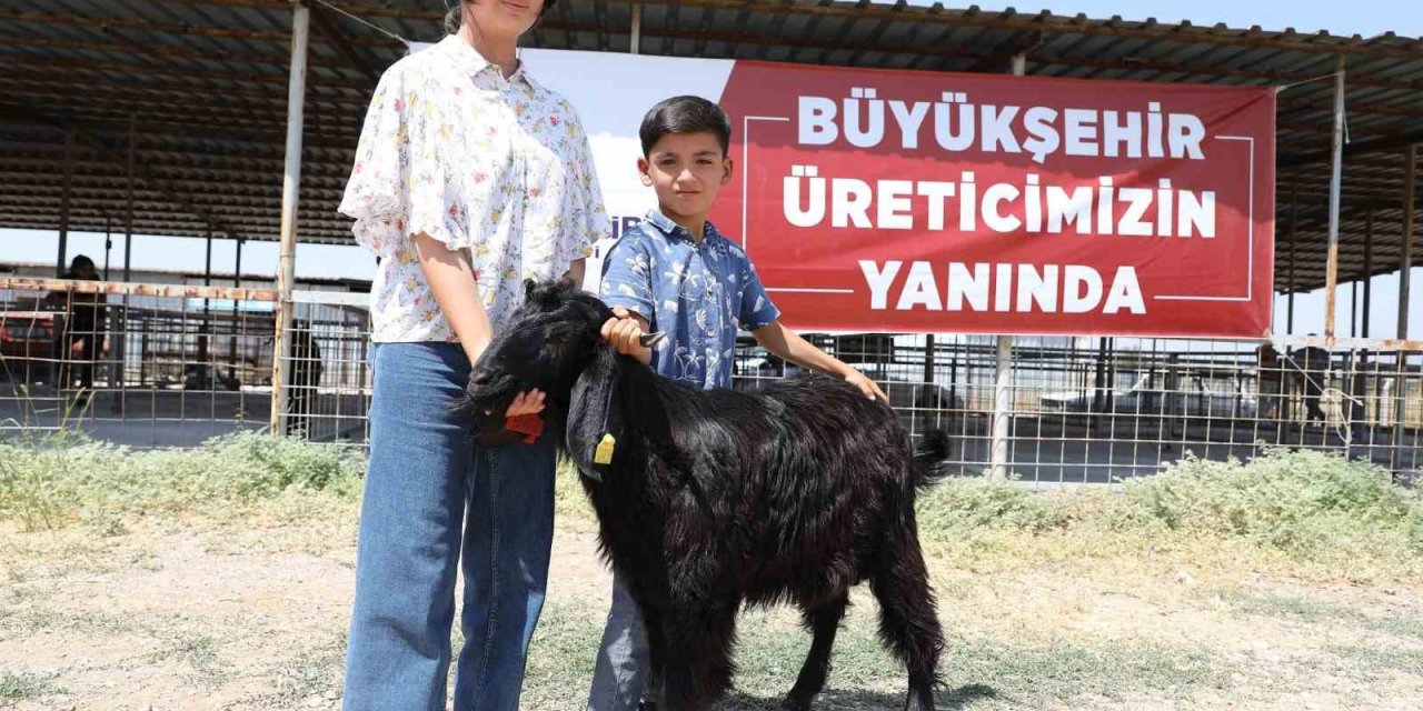 Denizli’de 489 üreticiye 978 adet damızlık koç ve teke hibe edildi