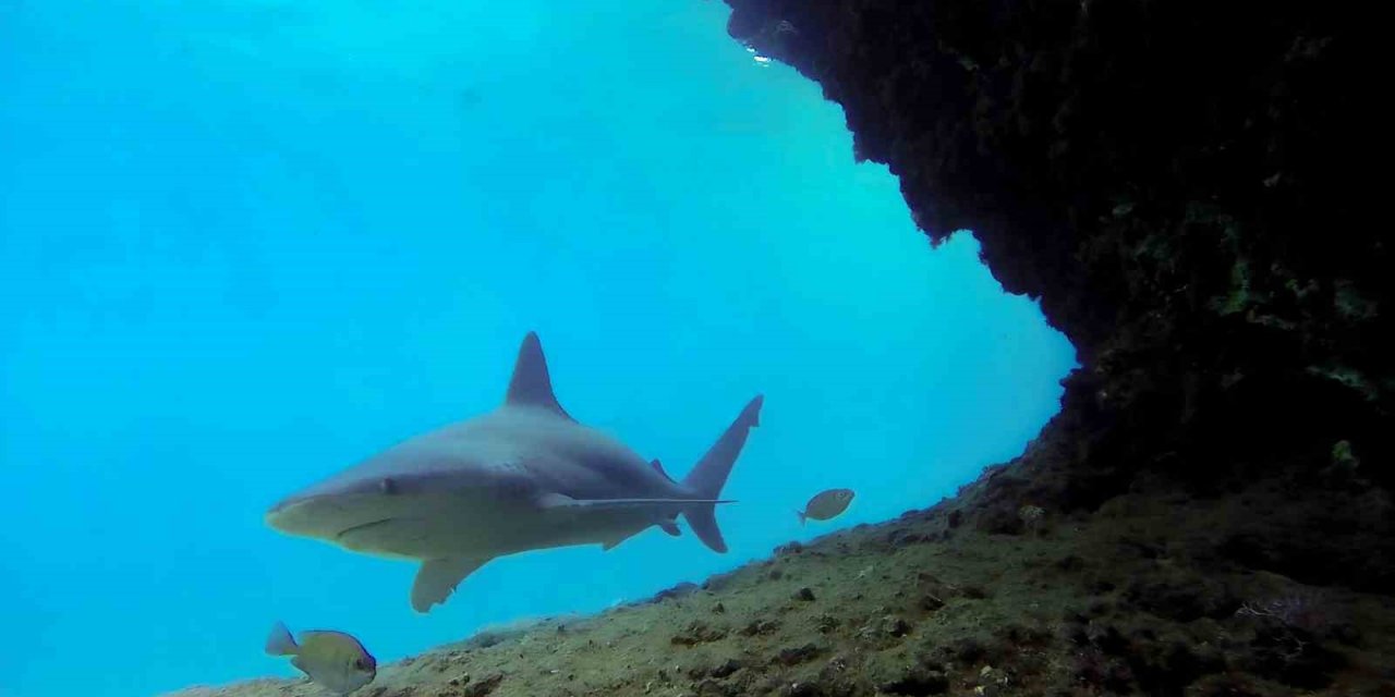 Boncuk Koyu önemli kum köpek balığı üreme alanı oldu