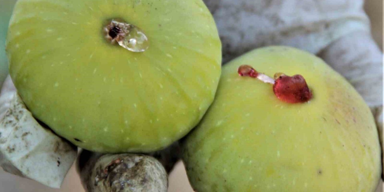 Yediveren inciri altın yılını yaşıyor