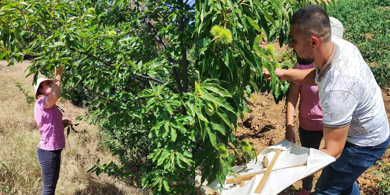 Buharkent’teki kestane bahçeleri incelendi