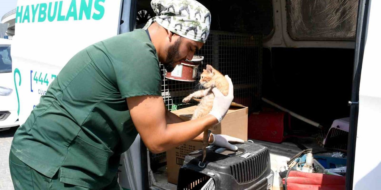 Kuşadası’nda sahipsiz can dostlar şefkatli ellerde