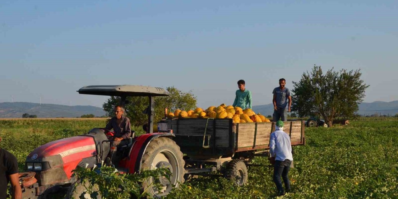 Kırkağaç kavununda ilk hasat