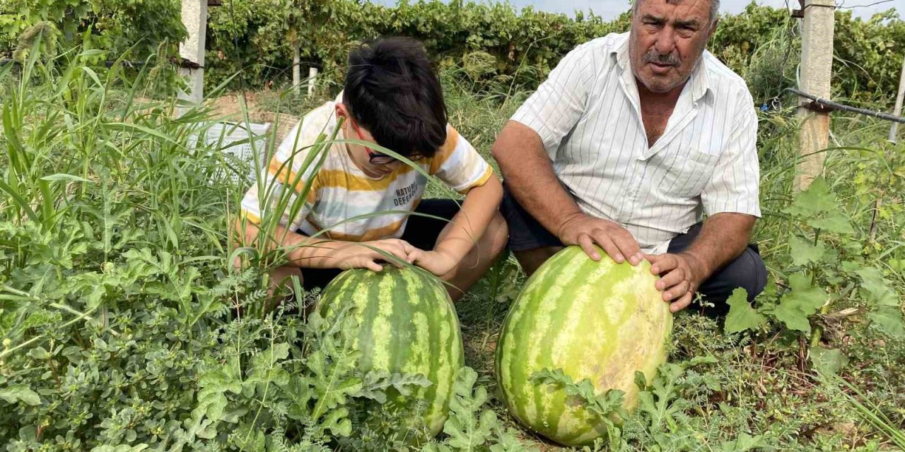 Manisalı çiftçi üzüm bağında 30 kiloluk karpuz yetiştirdi