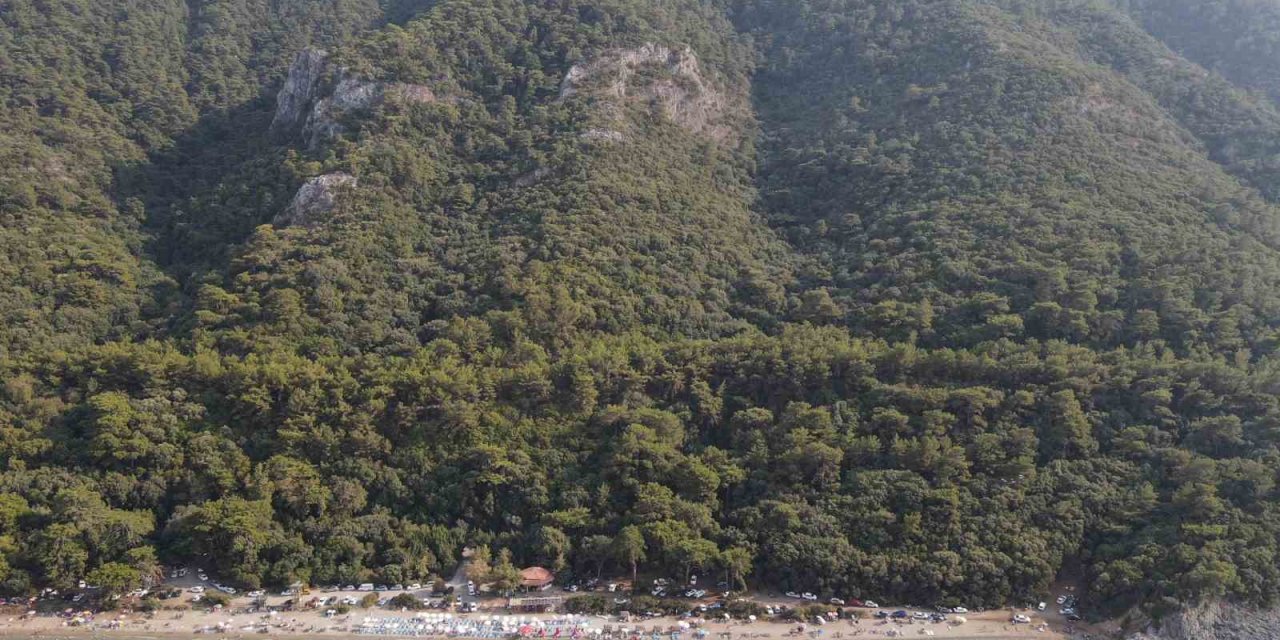 Ormanların koruyucu kartalları iş başında