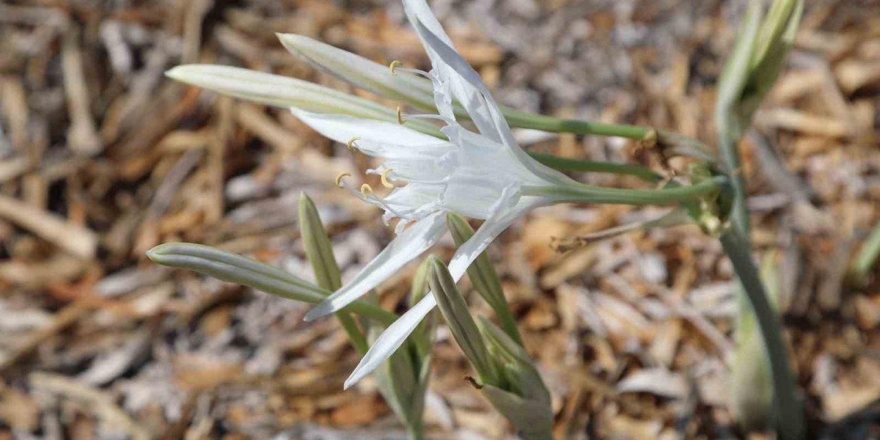 Bu çiçeği koparmanın cezası 244 bin 315 liradan başlıyor