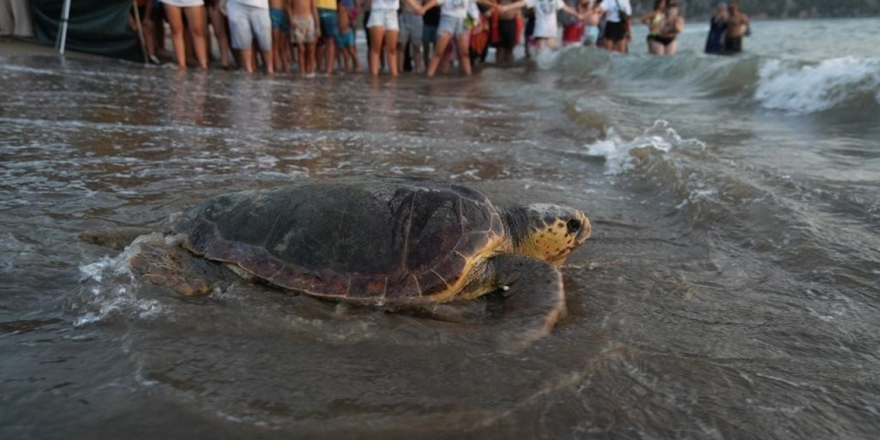 Tedavi edilen 8 kaplumbağa, Cumhuriyetin 100. yıllında denize bırakıldı