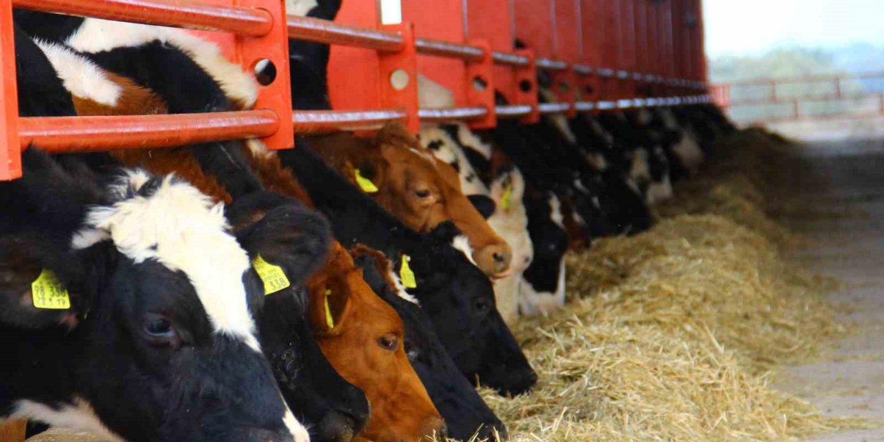 Küresel ısınma inekleri de olumsuz etkiledi