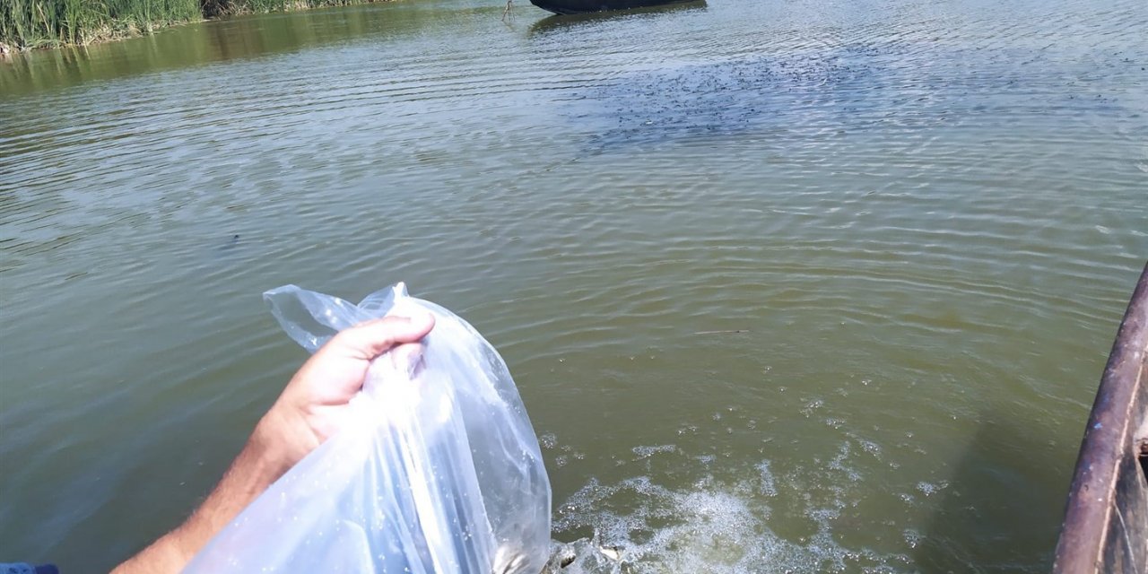 Aydın’da 934 bin sazan suyla buluştu