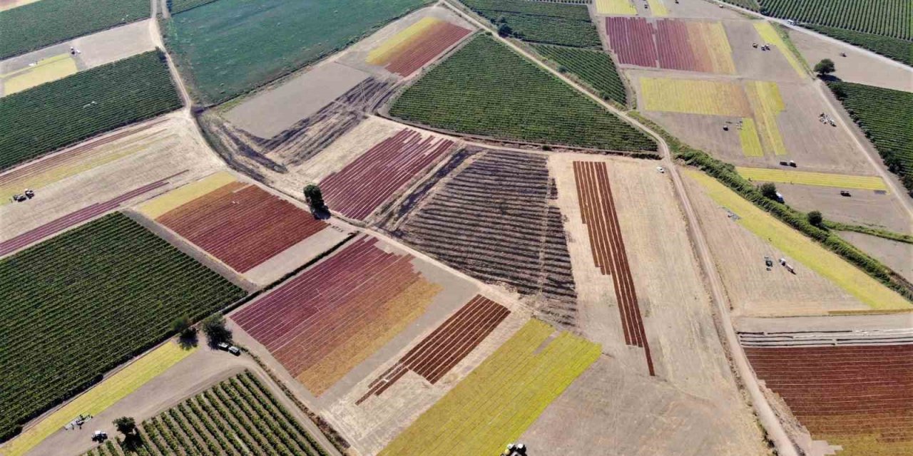 Manisa Ovası’nda renk cümbüşü