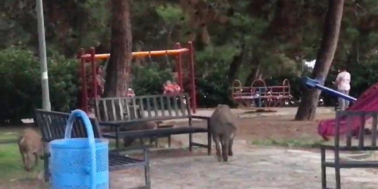 Çocuklar parkta oynadı, domuz sürüsü yiyecek aradı