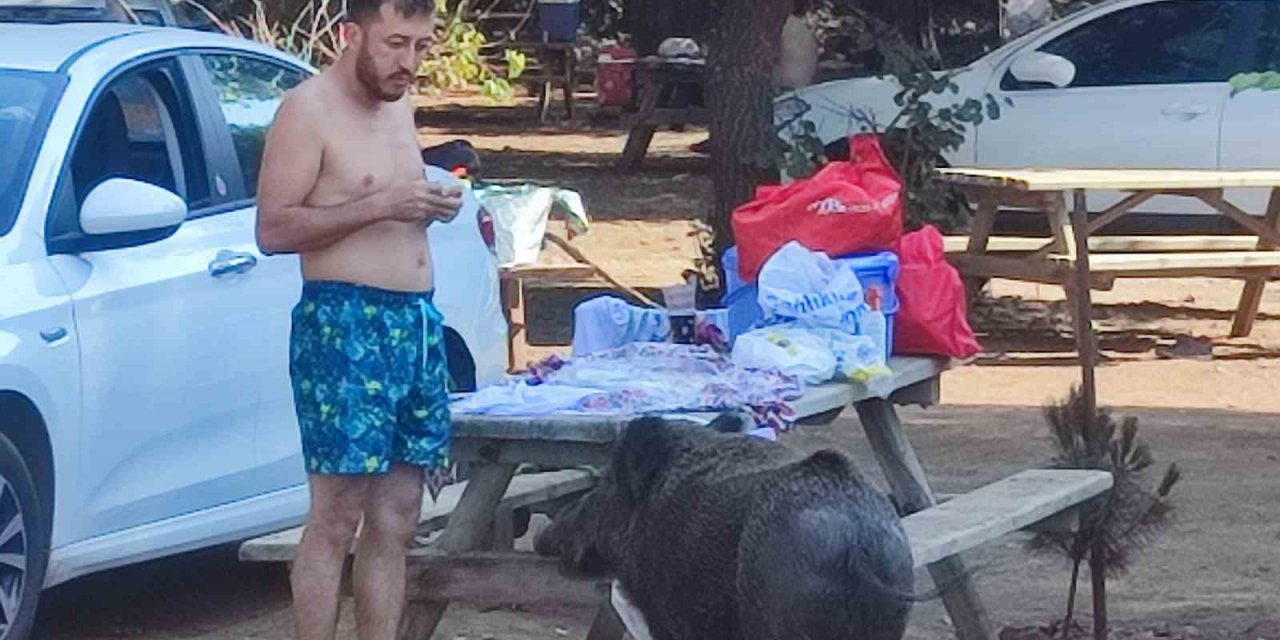 Milli parkta tatilciler domuzları elleriyle besliyor