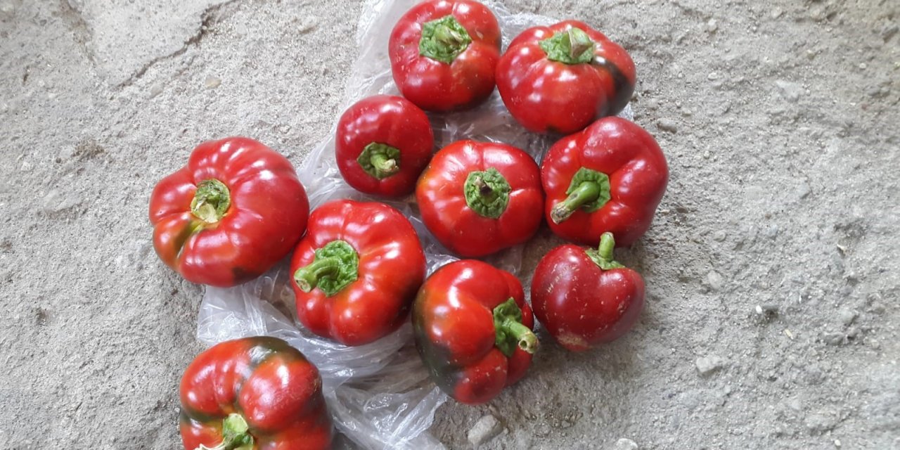 Domates görünümlü biberler ilgi odağı oldu