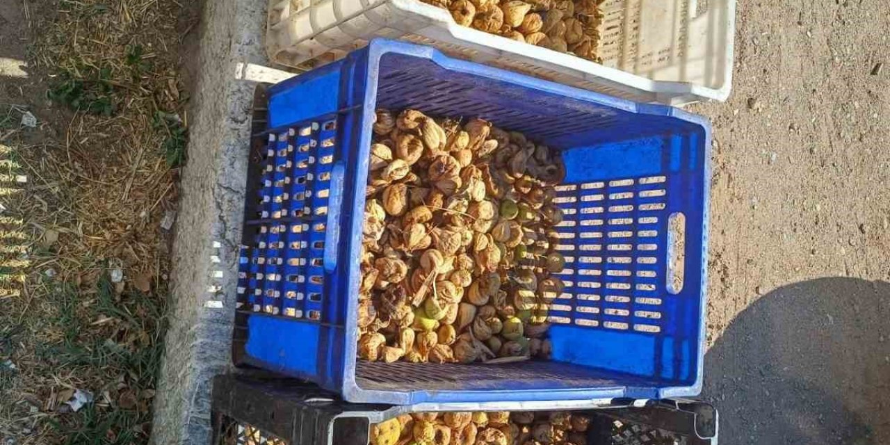 Sultanhisar’da incir hırsızı yakalandı