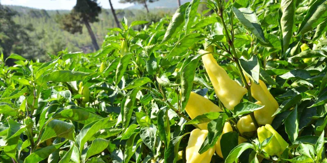 Tescilli Kale biberinde hasat devam ediyor