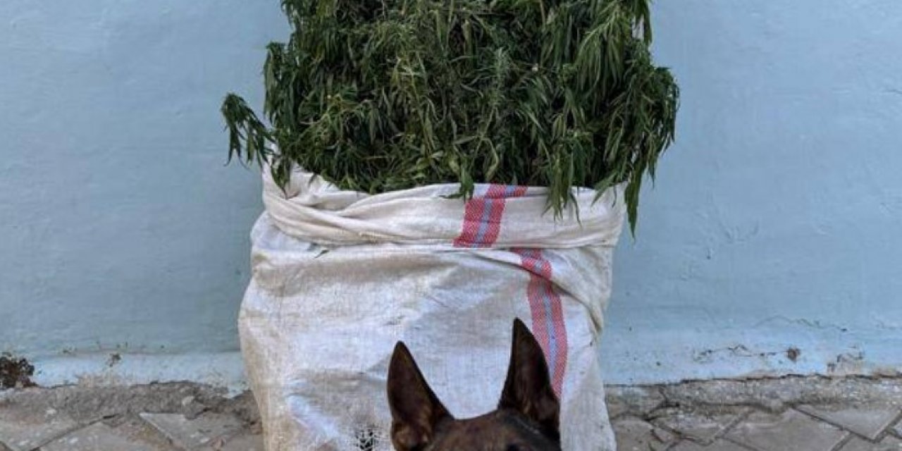 Denizli’de 10 kilo esrar yakalandı