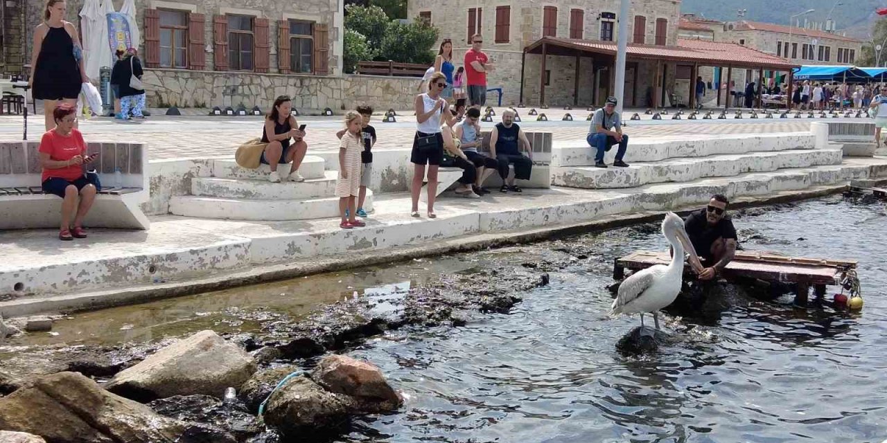 Pelikan ’Tosun’ bu yaz da Foça’yı tercih etti