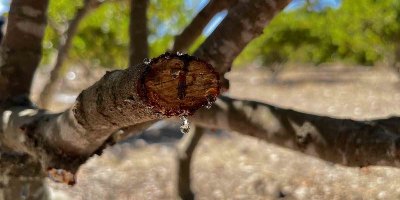 10 yıl önce dikilen sakız ağaçlarına ilk çizikler atıldı