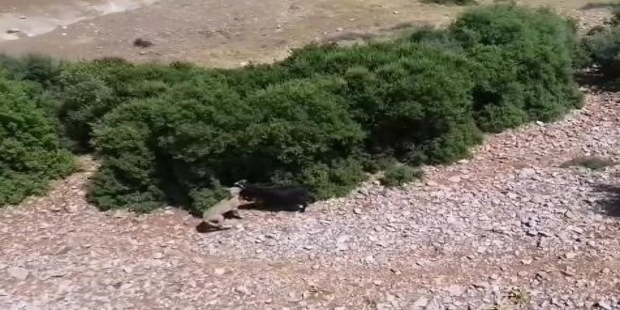 Teknolojik çoban sürüye saldıran kurdu dronla adım adım takip etti