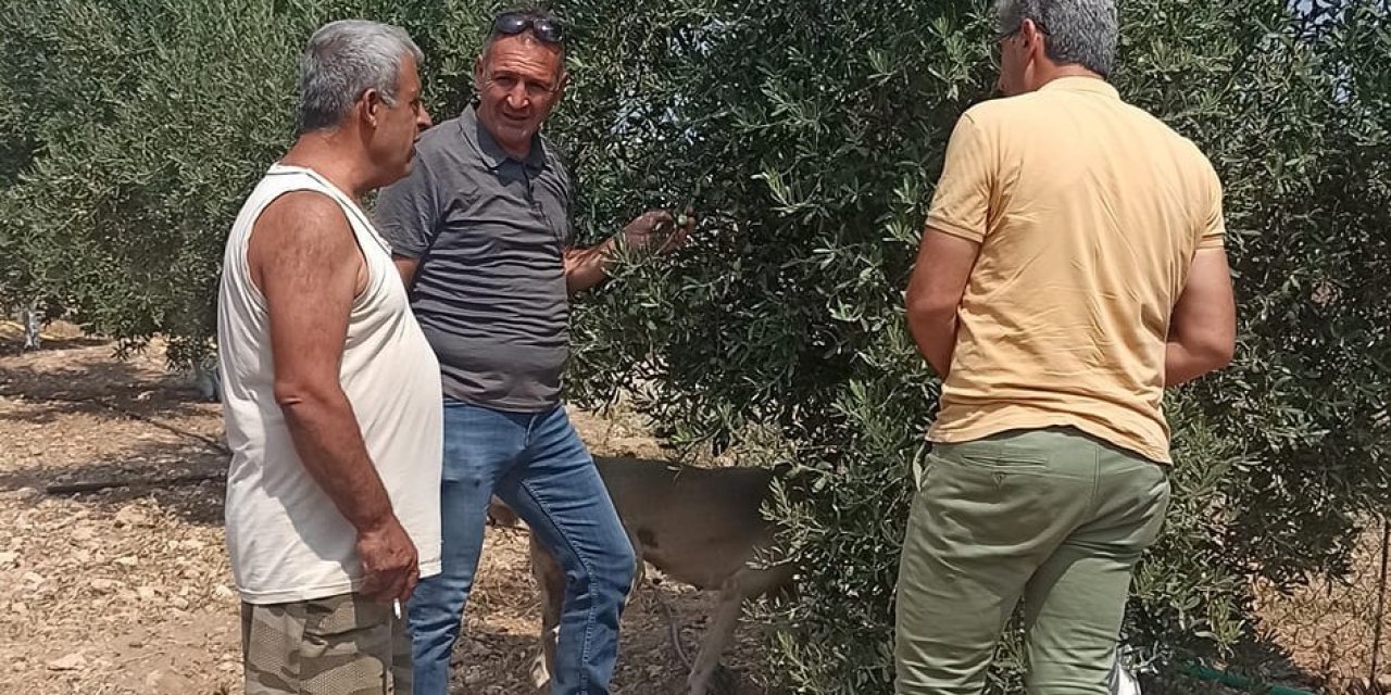Zeytin sineğine karşı periyodik ilaçlamaya devam edilecek