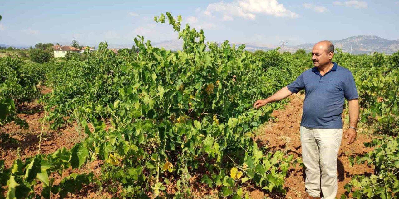 Çal karasında hasat devam ediyor