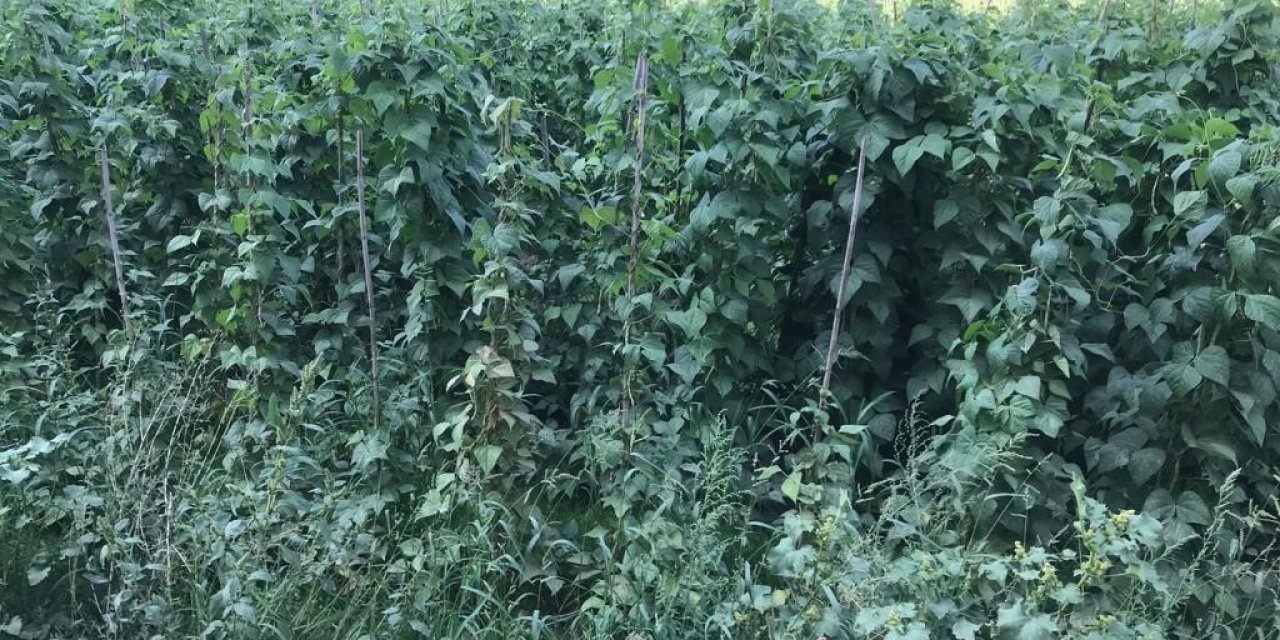 Sebze meyve üretiminde güz bereketi