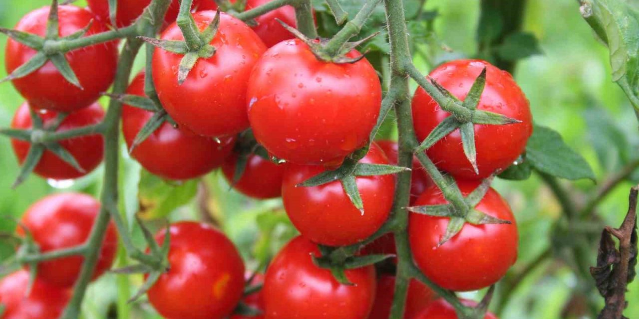 EİB’nin ihracatı ağustos ayında 1,5 milyar doları aştı