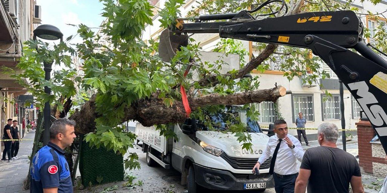 Kamyonetin çarptığı tarihi çınar ağacı devrildi