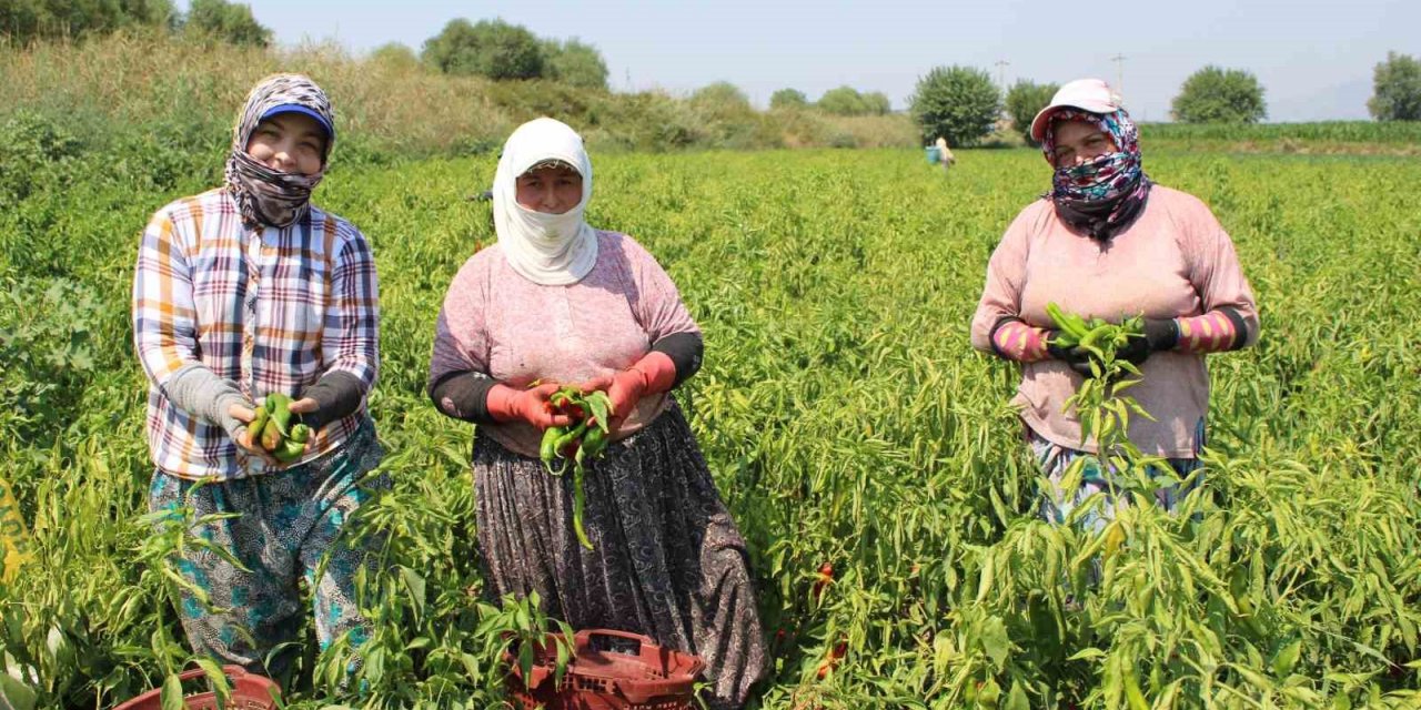 Biber, bu yıl altın yılını yaşıyor