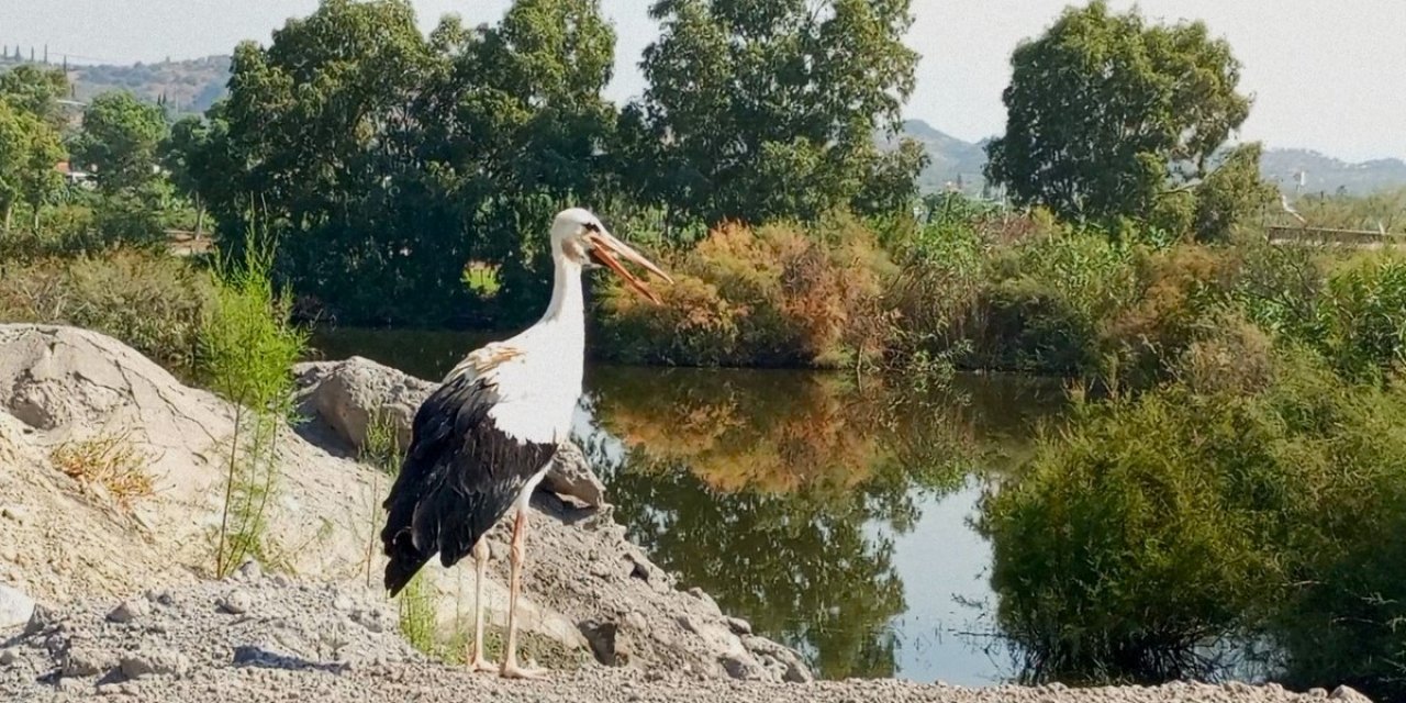 Yeşil leyleğin Afrika hayali seneye kaldı