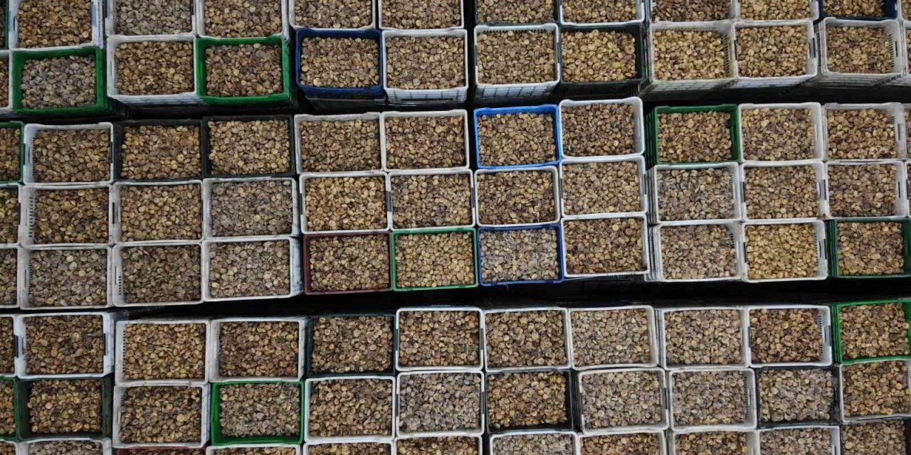 Kuru incirde ilk gemi tarihi 6 Ekim oldu