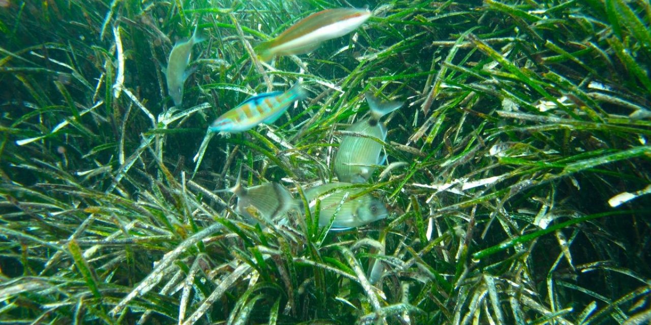 Aydın’da deniz çayırlarına dikkat çekildi