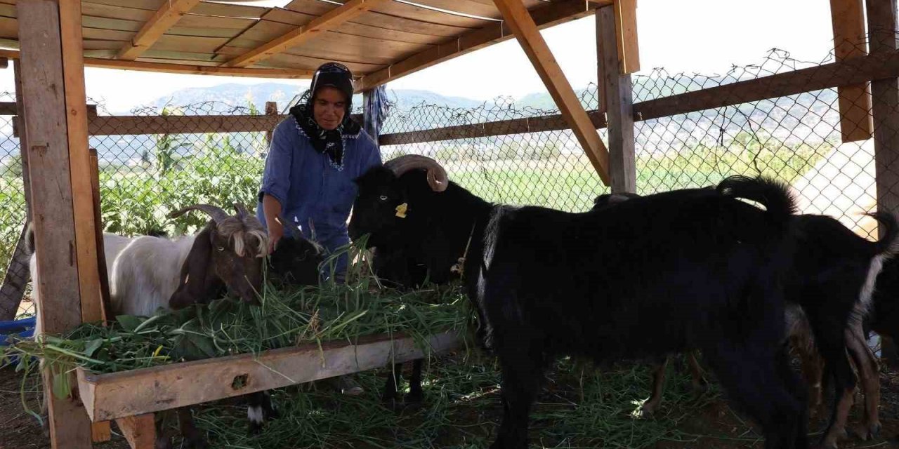 Kıl Keçisi projesi için son başvuru 15 Eylül’e uzatıldı