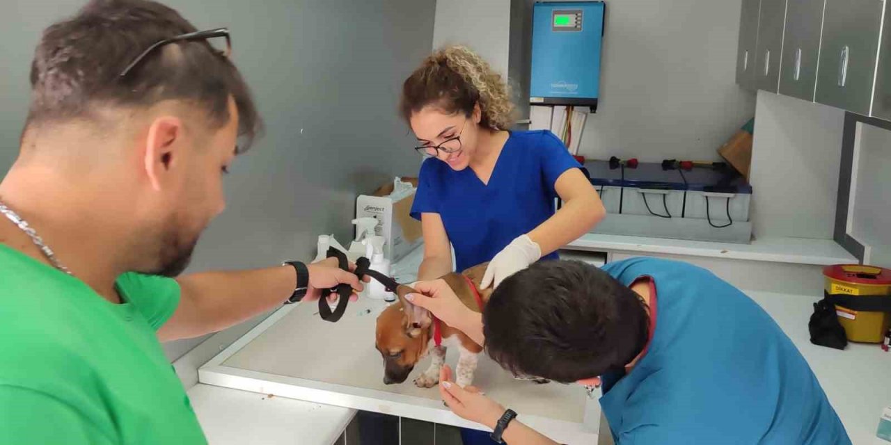 Sokak hayvanlarına yönelik çalışmalar sürüyor