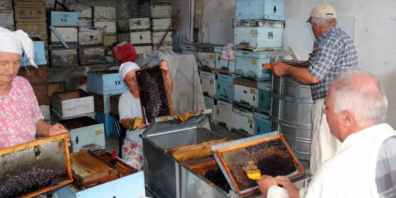 Çam balında rekolte beklentisi 14-15 bin ton